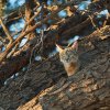 Falbkatze/African Wild Cat, Auob River